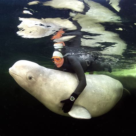 Breathtaking Photos Of Womans Nude Swim With Beluga Whales Warning