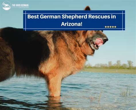 8 Best German Shepherd Rescues In Arizona AZ The Good German Shepherd