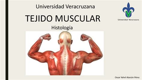 Tejido Muscular Histologia Anatomia Macroscopica Anatomia Y Images