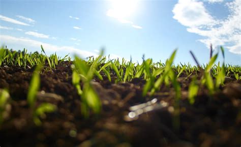 C Mo Fertilizar Cultivos Agrosense Soluciones Con Sentido