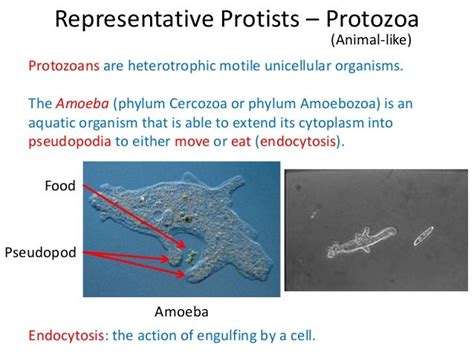 09 Protista