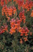 Grote Leeuwenbek Antirrhinum Majus Coronette Yellow Yarinde