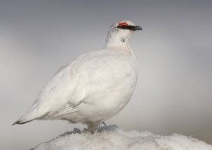 Rock Ptarmigan: Facts, Characteristics, Habitat and More - Animal Place