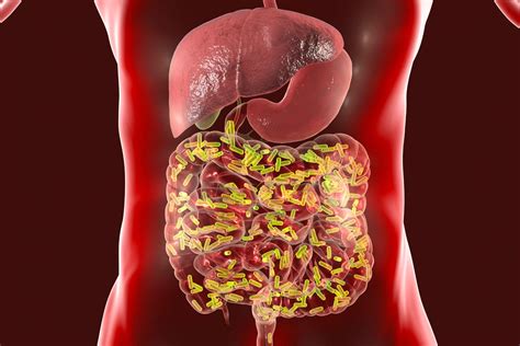 Human Microbiome Microbiome Innovation Centre University Of Liverpool