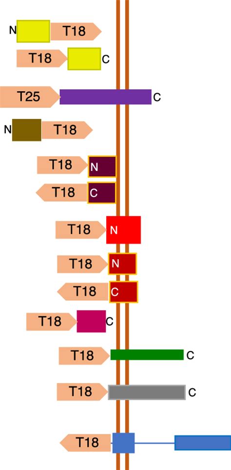 Schematic Of The Predicted Topology Of The Protein Fusions Used In