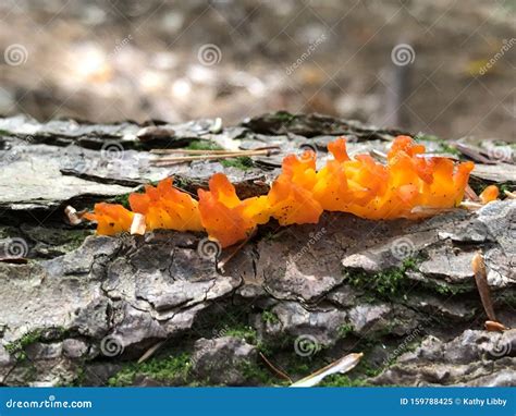 Orange fungus stock image. Image of orange, bark, fall - 159788425