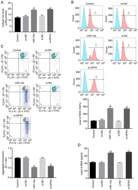 Microrna A Promotes Prostate Cancer Cell Ferroptosis By Inhibiting