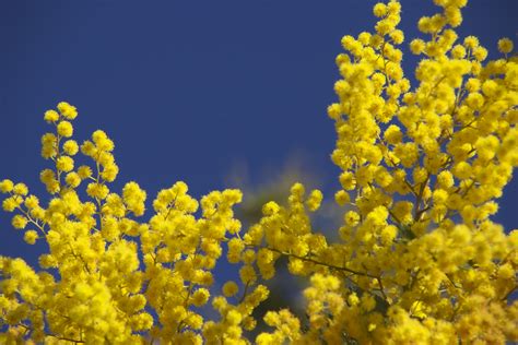 Im Winter blühen auf Sizilien Mimosen Sonne tanken auf Sizilien