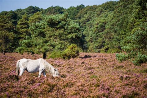 Wild Horses Grazing In The New Forest England Stock Photo Image Of