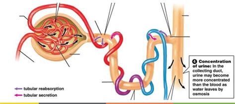 BIO 102 Chapter 41 Osmotic Regulation And Excretion Diagram Quizlet