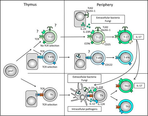 γδ T Cell Receptors Without A Job Immunity