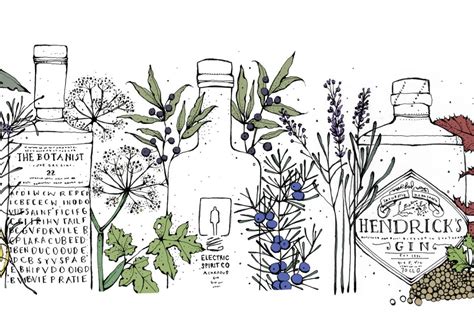 Gin botanicals explained - plus ten exciting gins to try - Decanter