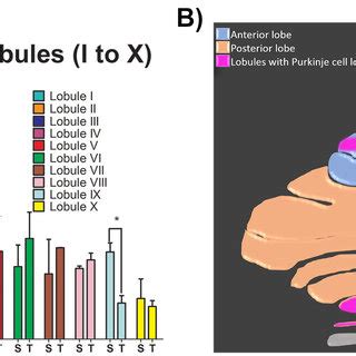 Total Number Of Purkinje Cells In Each Individual Lobule Of The