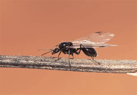 Hormigas Aladas Como Mantener Alejados A Estos Insectos Voladores