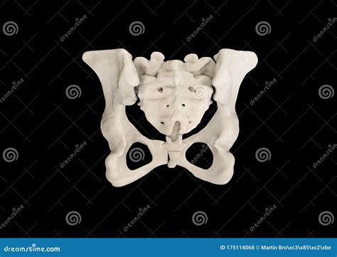 Pelvis Human Skeleton Female Pelvic Bone Anatomy Hip D Artwork