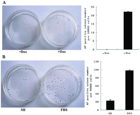 Brightfield microscopy of colonies staining positive for AP following ...