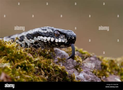 Vipera Berus Male Adder Head With Forked Tongue Extended Stock Photo