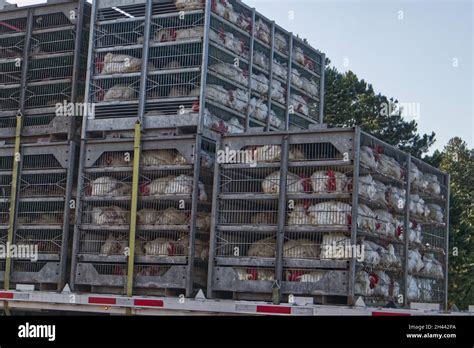 Transport Of Live Chickens Hi Res Stock Photography And Images Alamy