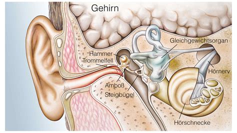 Wie Ist Unser Ohr Aufgebaut Und Welche Funktionen Hat Das Ohr