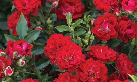 Red Drift® Rose | Knowledgebase | Johnson's Nursery