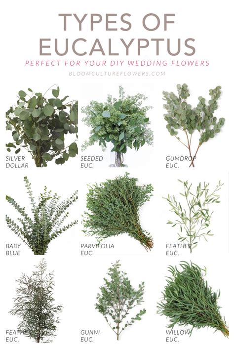 Eucalyptus Types Chart