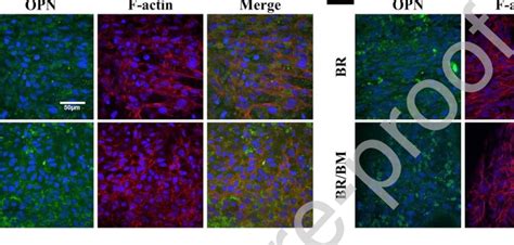 In Vitro Biocompatibility Tests Using Mc3t3e1 Cells Cultured On The