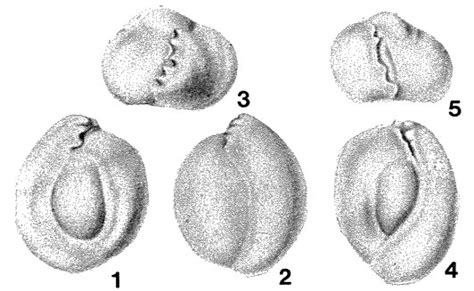 Crenatella Mira Unknown Poland Tortonian Miocene Neogene Foraminifera