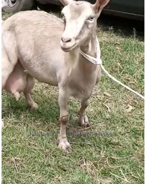 Pedigree Saanen Alpine Toggenburg Dairy Goats In Kilimani