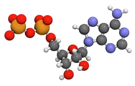 Adenosine Diphosphate Molecule Photograph by Molekuul - Pixels