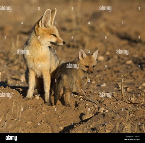 cape fox with baby at den Stock Photo - Alamy