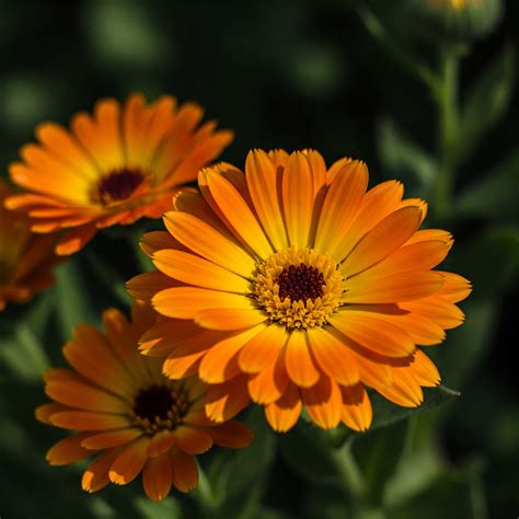 The Spiritual Meaning of Yellow Roses: Sunshine for the Soul - Wisdom