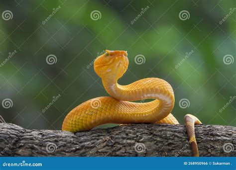 Yellow Flat Nosed Viper Craspedocephalus Hanging On A Branch