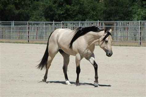 Quarter Horse stallion JS Tivio Austin | Quarter horse stallion, Horses, Appaloosa horses