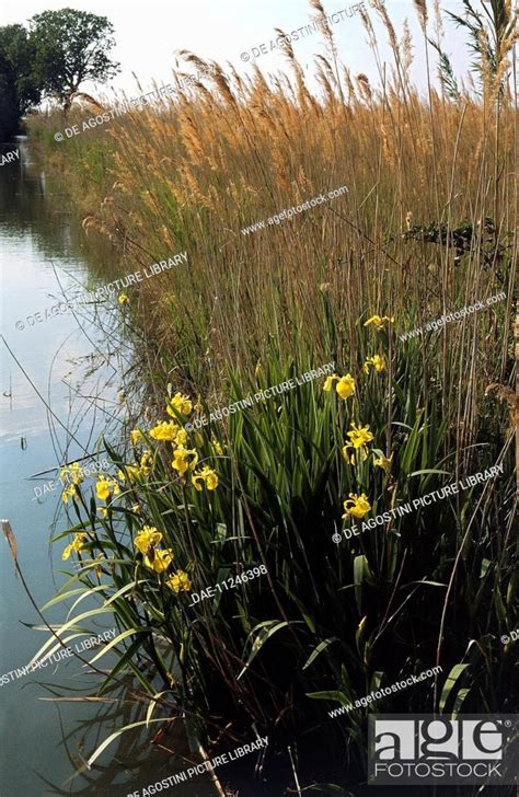 Vegetation Along Etang De Vaccares Lagoon Regional Nature Park Of The