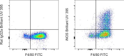 Inos Monoclonal Antibody Cxnft Brilliant Ultra Violet™ 395 Cytek