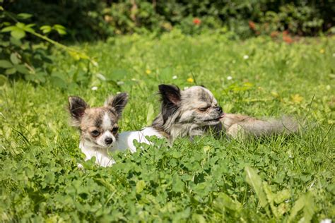 Free Images Grass Lawn Meadow Play Puppy Cute Father Baby