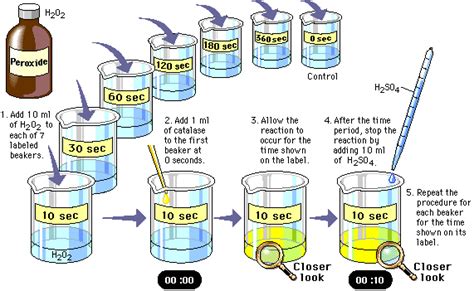 Enzyme Catalysis Design Of The Experiment