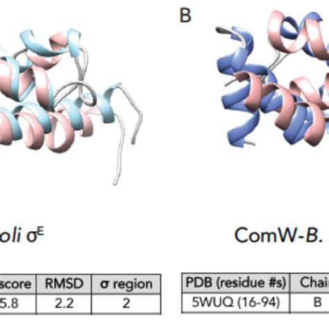 Pdf The Pneumococcal X Activator Comw Is A Dna Binding Protein