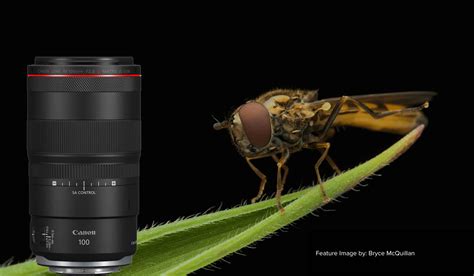 Canon RF 100mm F2 8L The Perfect Lens For Macro Photography