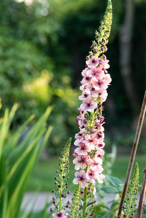 10 beautiful pink flowers for your summer garden - The Middle-Sized ...