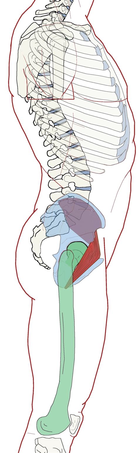 Iliacus – Functional Anatomy | Integrative Works