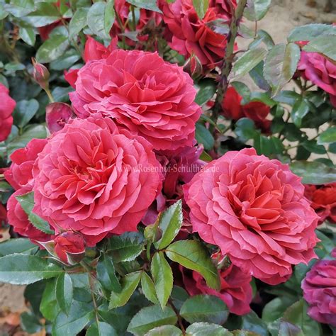 Hot Chocolate® - Rosen online kaufen im Rosenhof Schultheis – Rosen ...