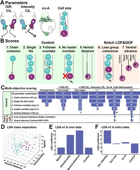 Notch Controls The Cell Cycle To Define Leader Versus Follower