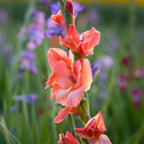 August Birth Flower Gladiolus