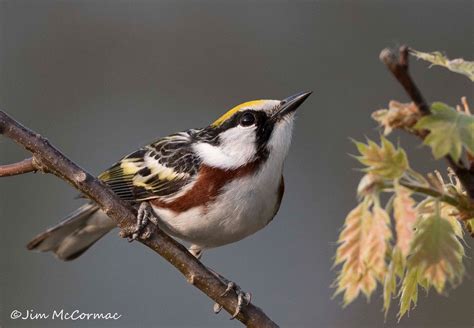 Ohio Birds And Biodiversity Nature Spread Of Humanity Taking Toll On Songbirds