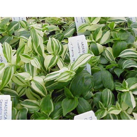 Tradescantia Fluminensis Variegata