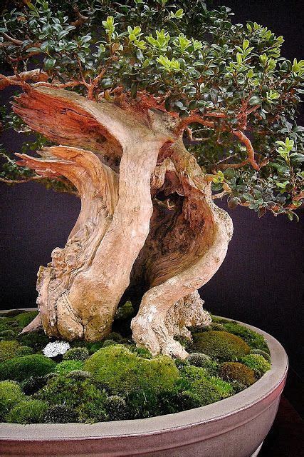 Bonsai Tree Spiritual Meaning