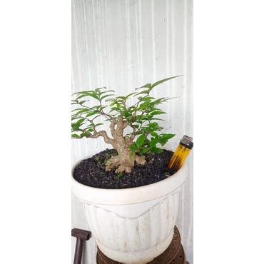 Jual BONSAI ANTING PUTRI UKURAN MAME GERAK BATANG AKAR BAGUS HARGA