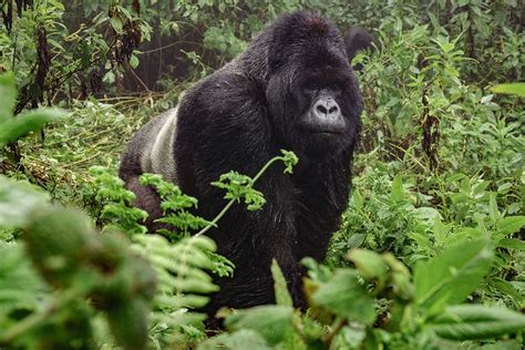 Gorilla Trekking In Uganda Erfahrungen Im Dschungel Tipps Und Wichtige