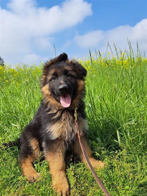 Chiot Berger Allemand Poil Long Chiot De La Huche Normande